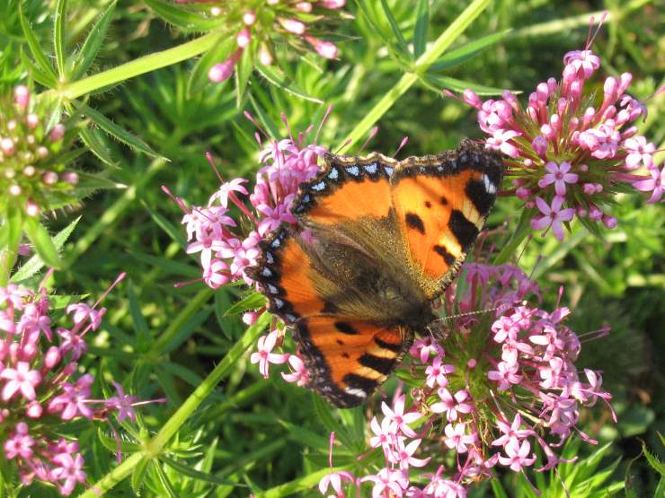 Einheimische Schmetterlinge fühlen sich wohl in einem Naturgarten