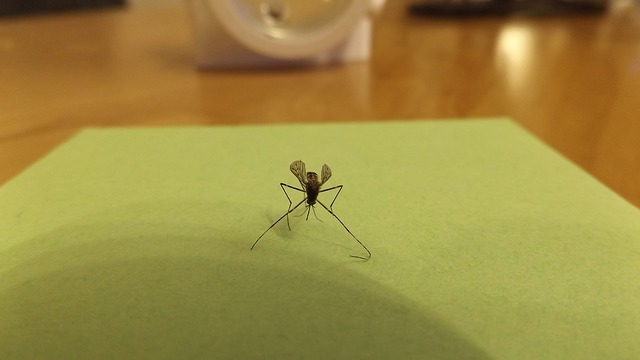 mosquito-606930_640